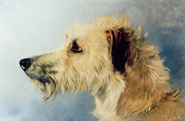 Tête de chien